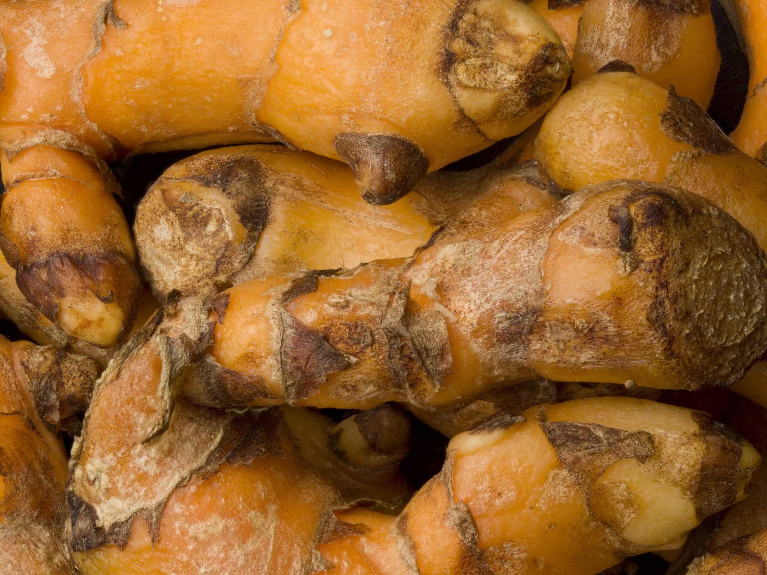 Macro image of tumeric roots