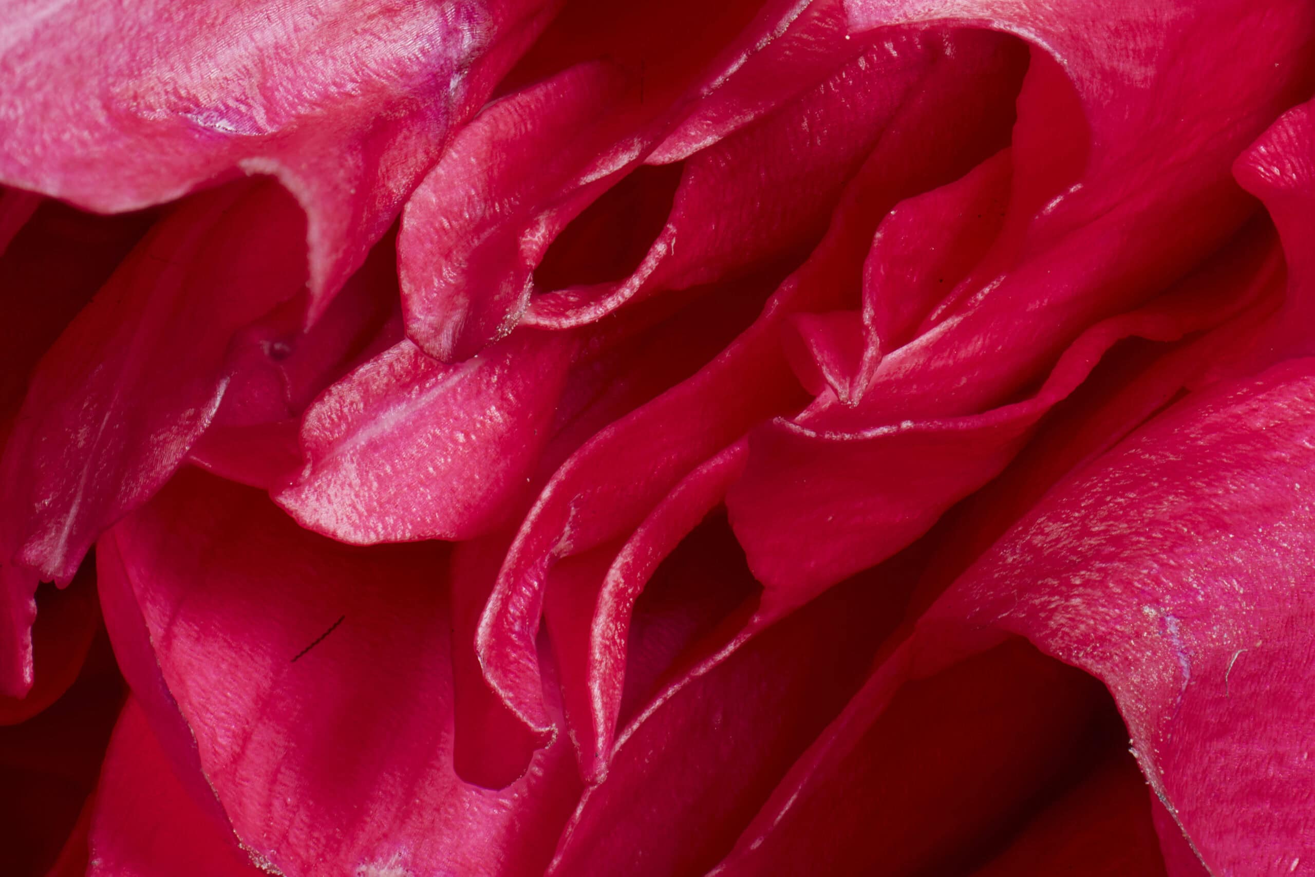 Close-up image of pink peonies by macro photographer Jonathan Knowles