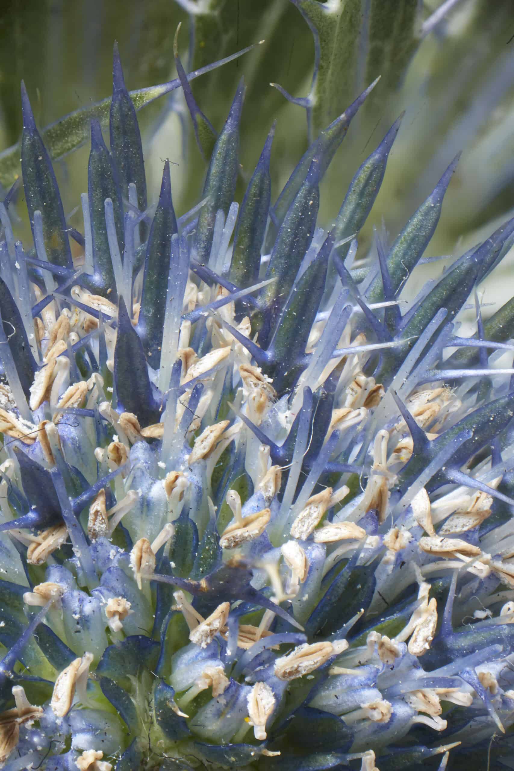 Macro photography of blue thistles by still life photographer Jonathan Knowles