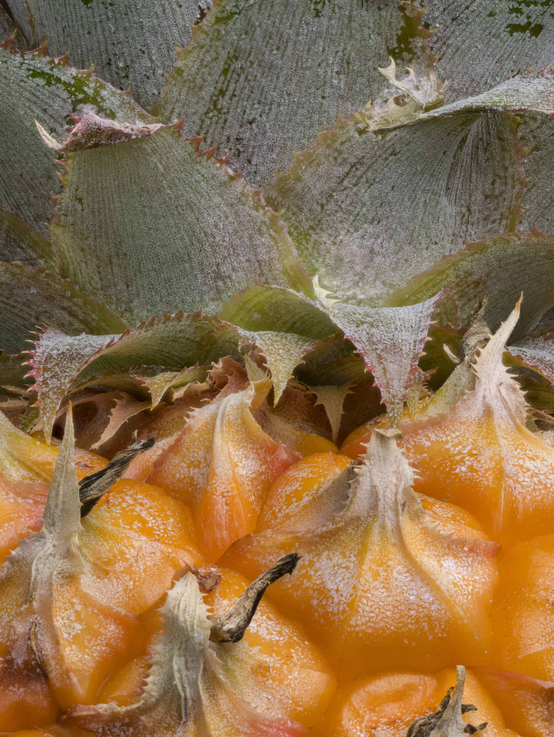 Macro image of a pineapple