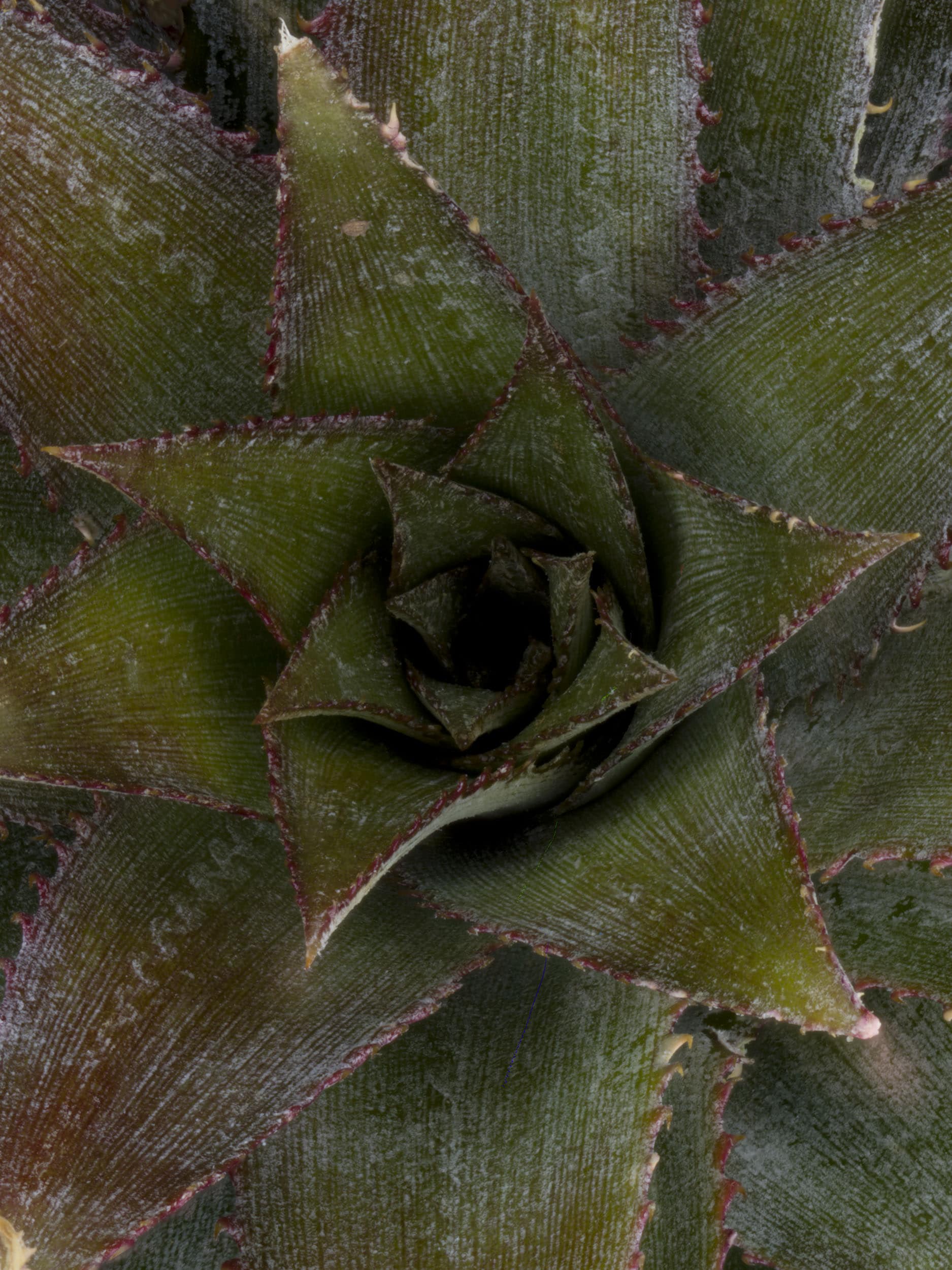 Macro image of a pineapple stalk taken from a birdseye view