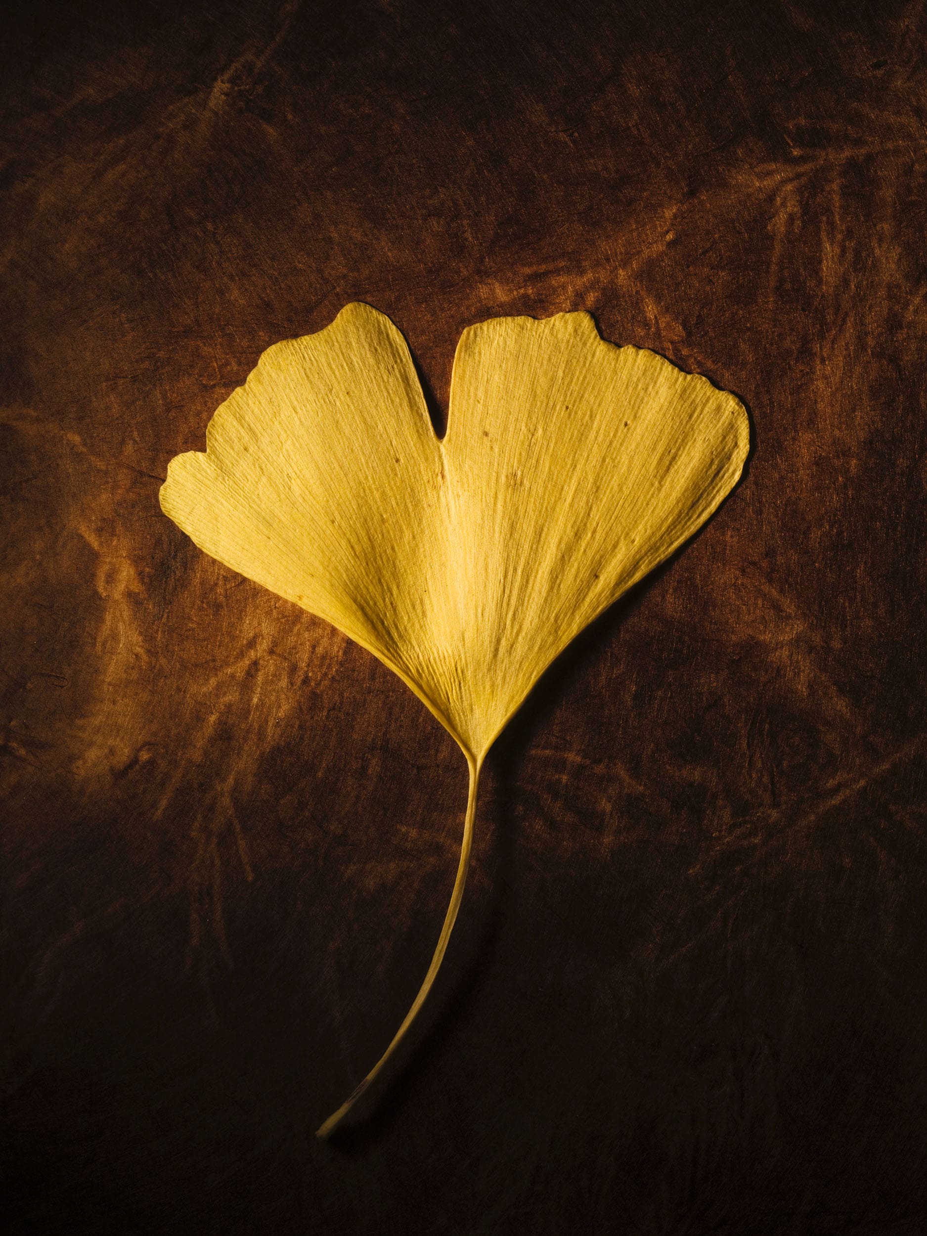 Still life image of a Ginko leaf taken by macro photographer Jonathan Knowles