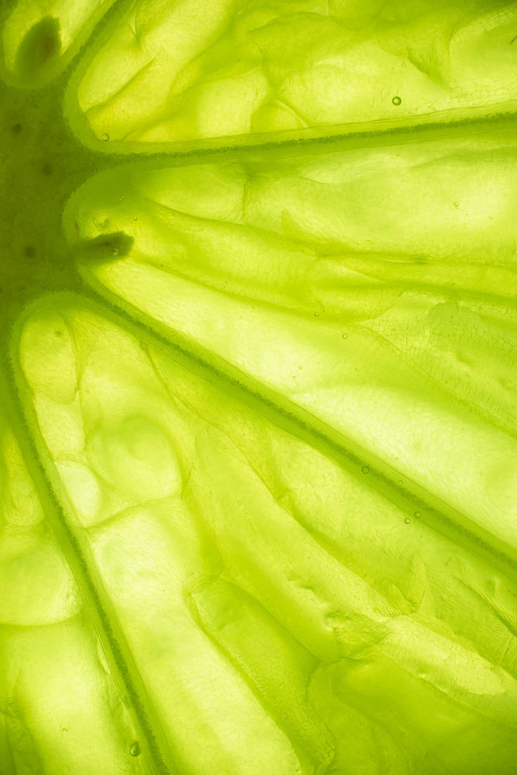 Macro image of a slice of lime by food photographer Jonathan Knowles