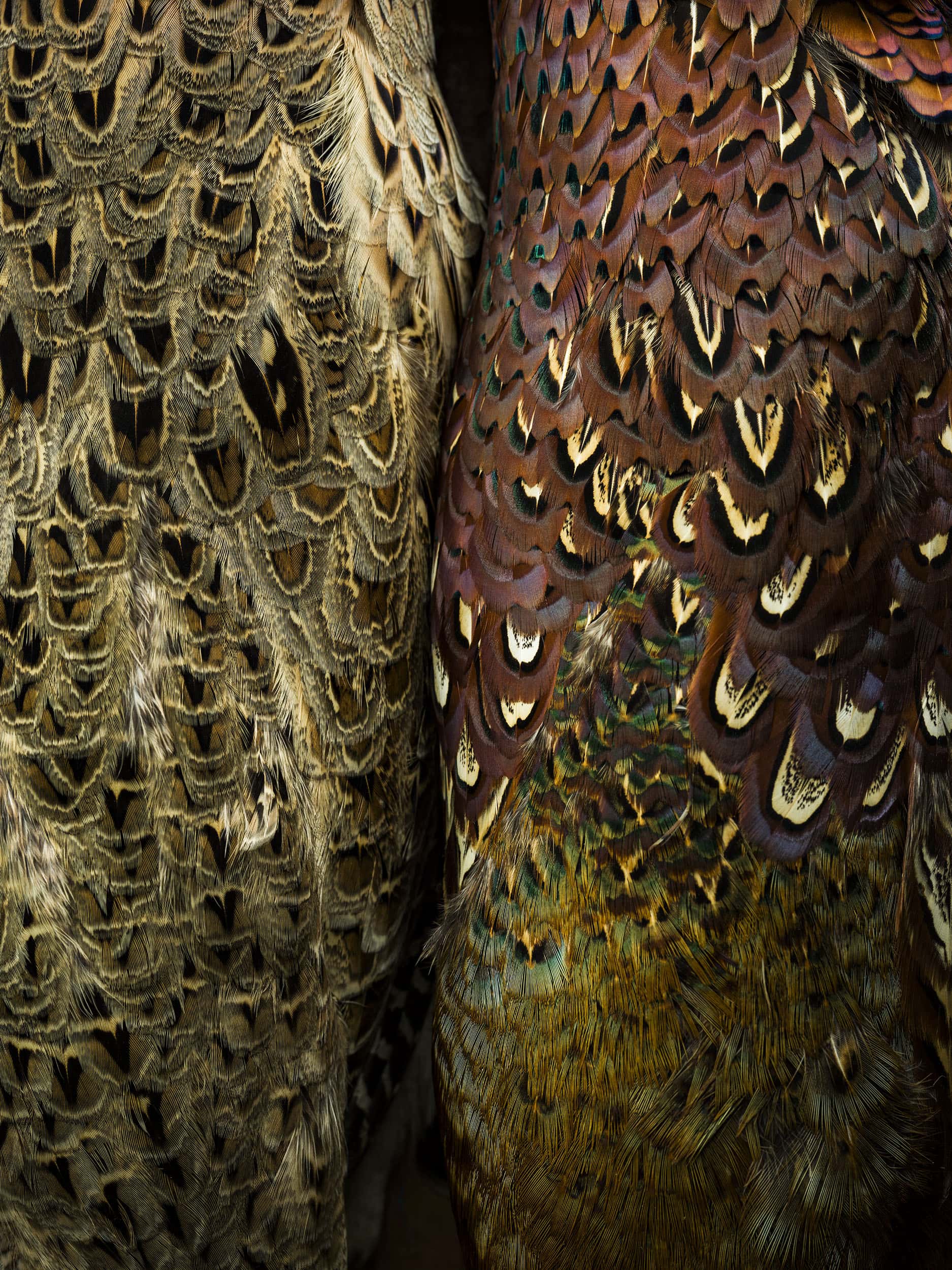 Macro photography image of the body of two pheasants side by side by still life photographer Jonathan Knowles