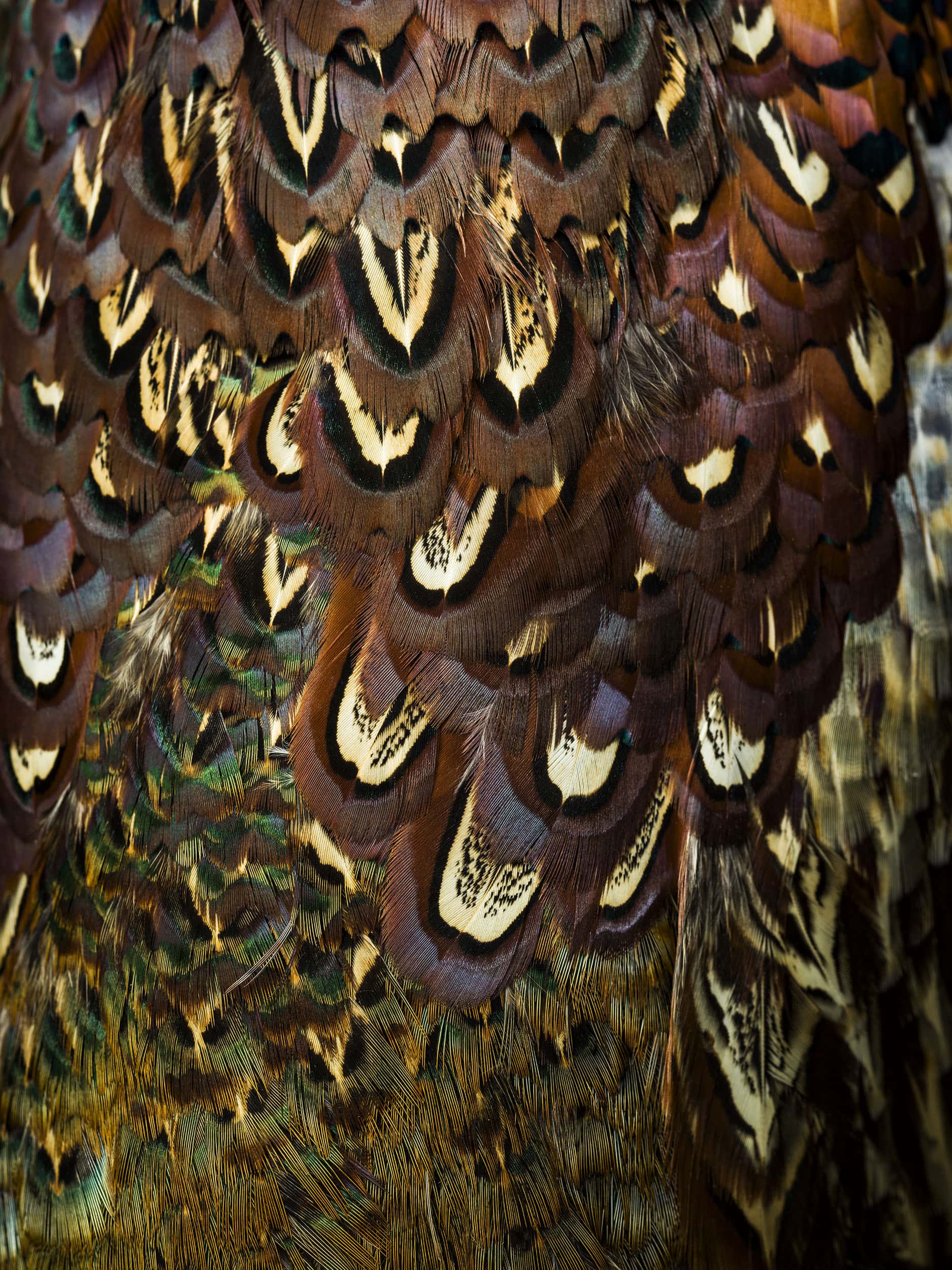 Close-up image of the body of a pheasant by macro photographer and still life photographer Jonathan Knowles