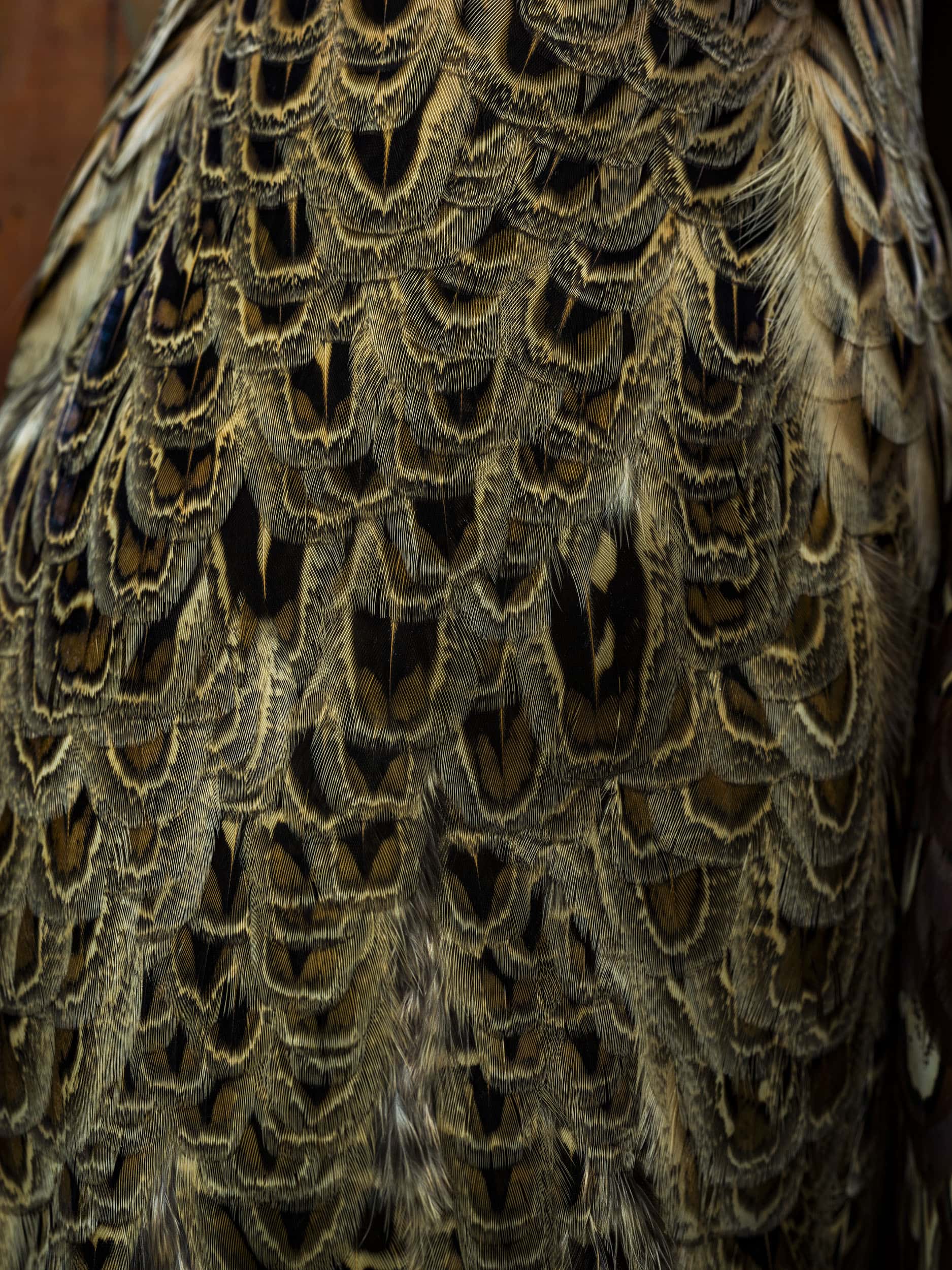 Still life image of the body of a pheasant by macro photographer Jonathan Knowles
