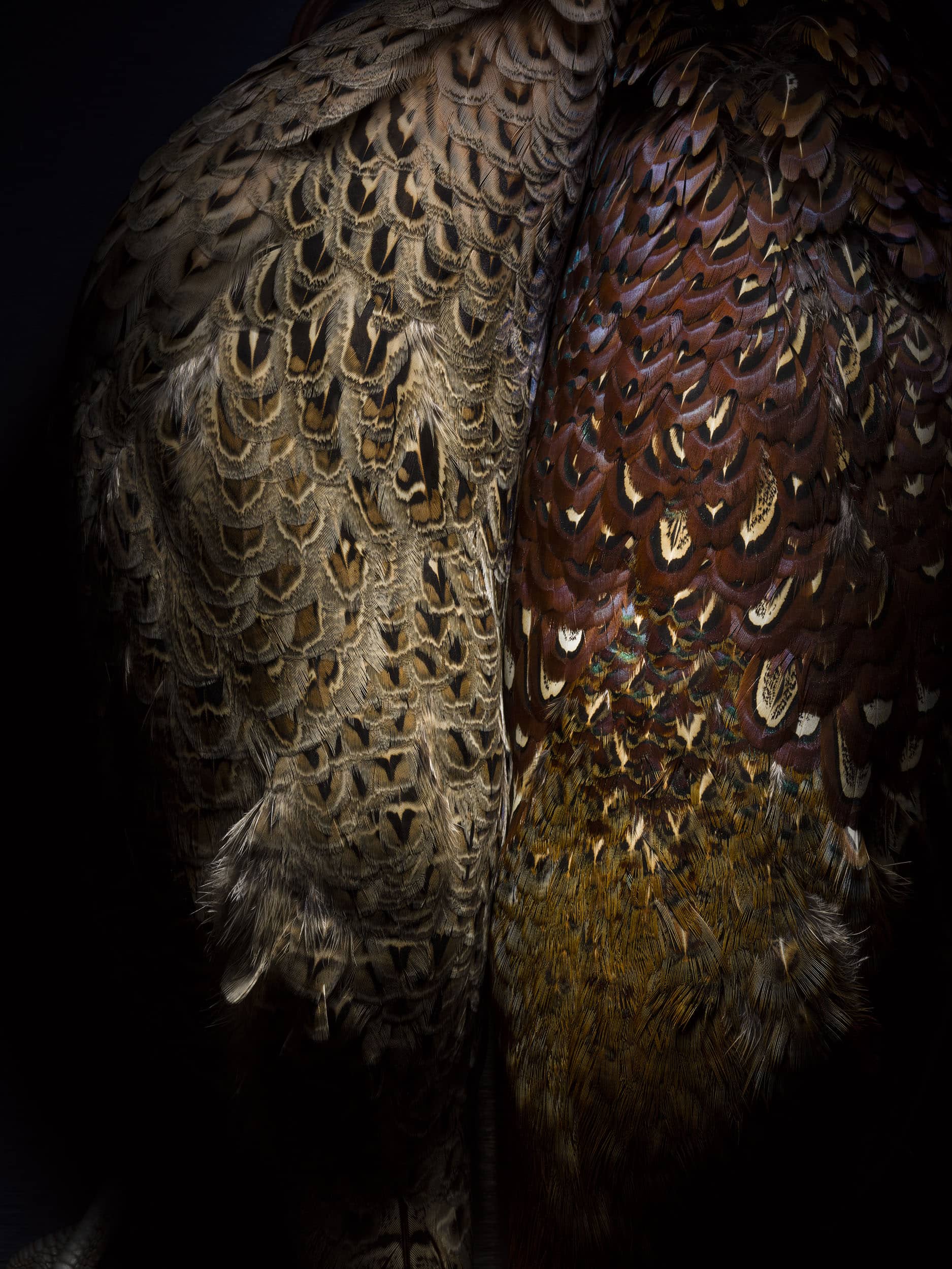 Wildlife photography image of the body of two pheasants side by side by London still life photographer Jonathan Knowles