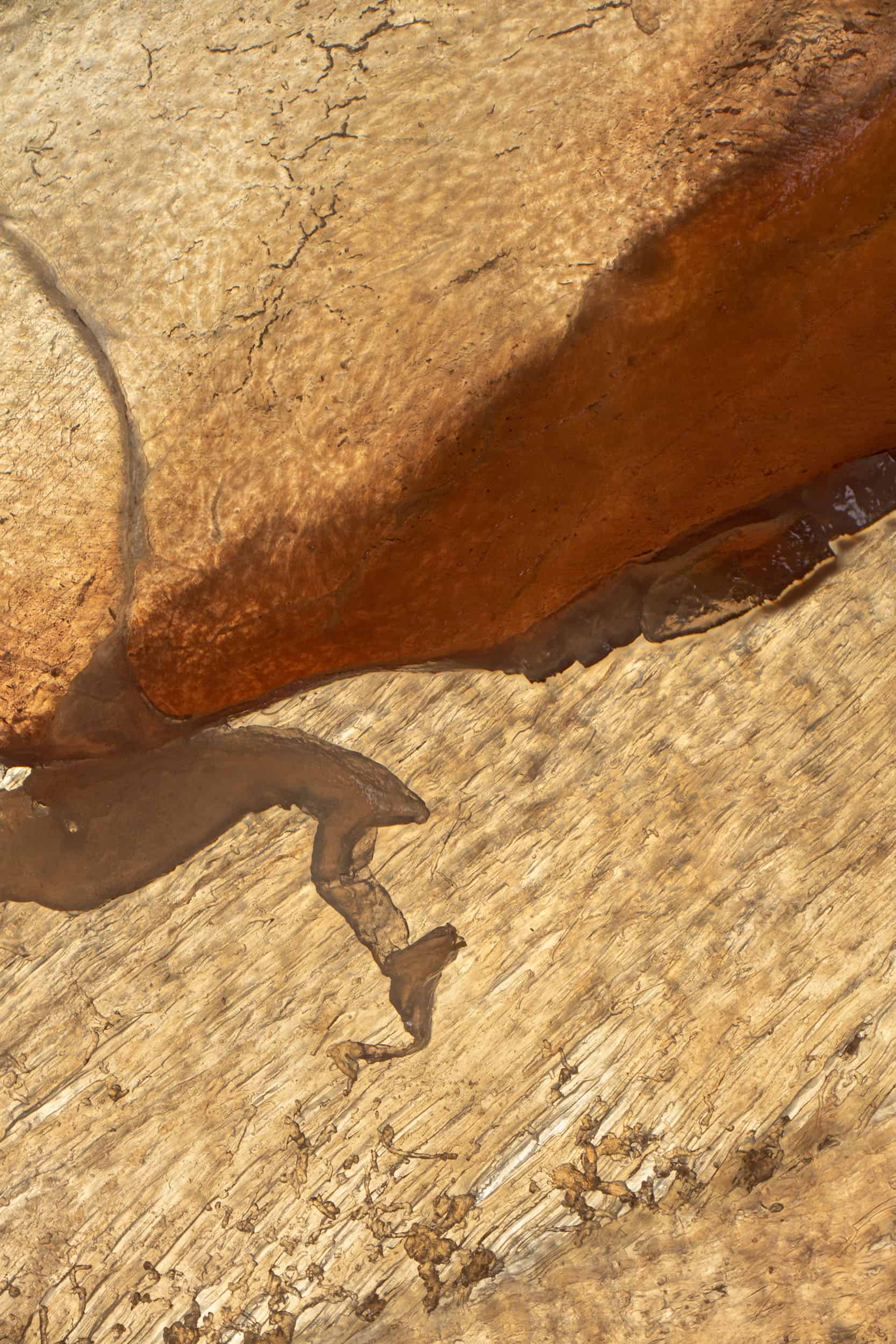 Macro image of a Salami