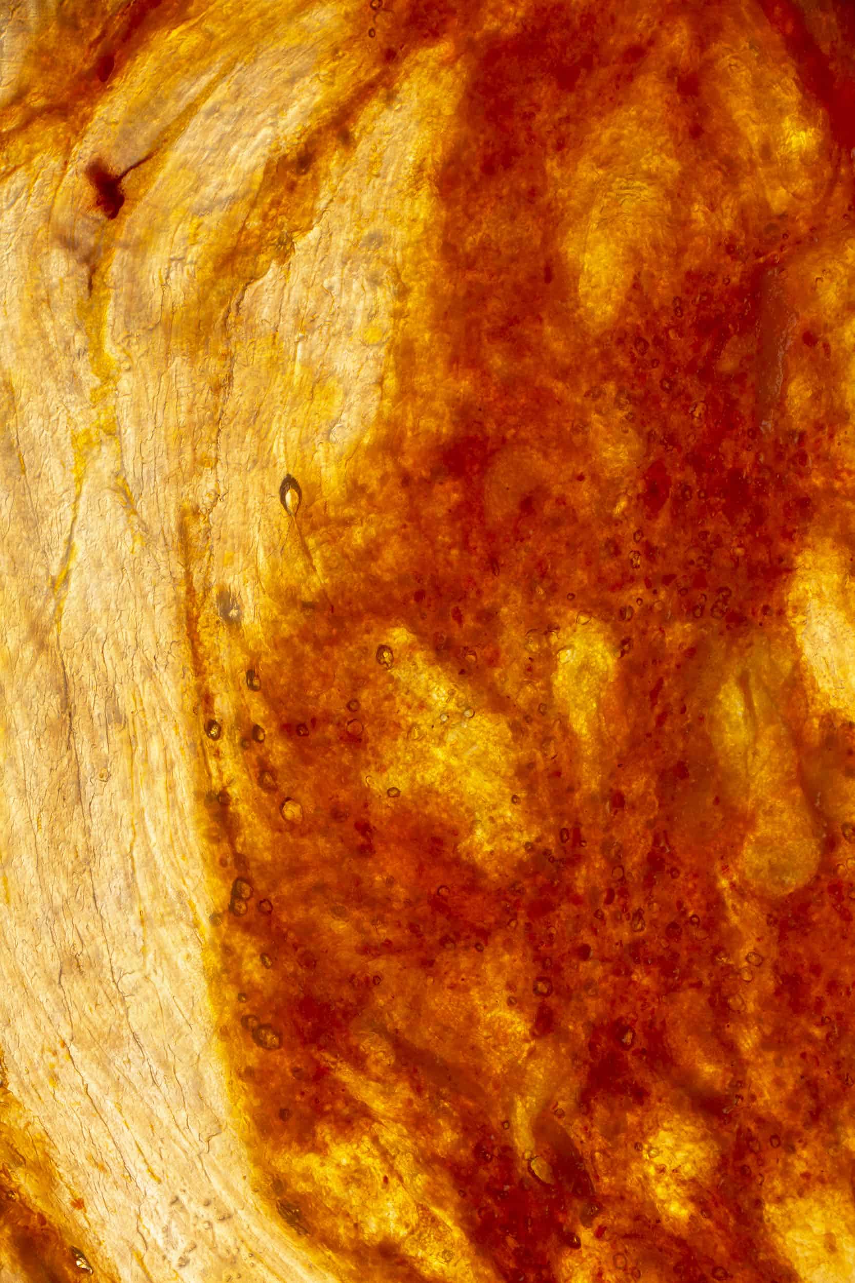 Macro image of a Salami