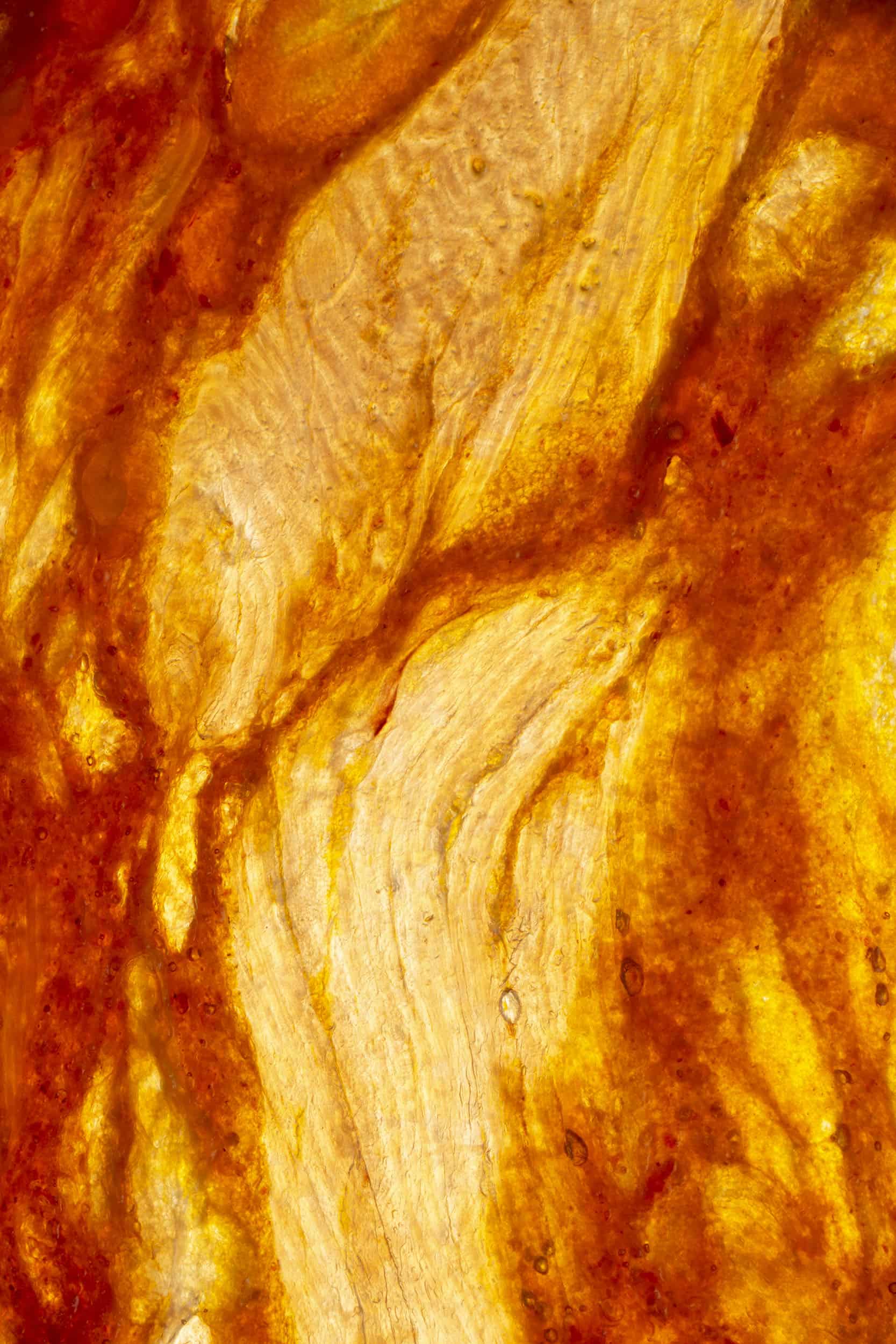 Macro image of a Salami