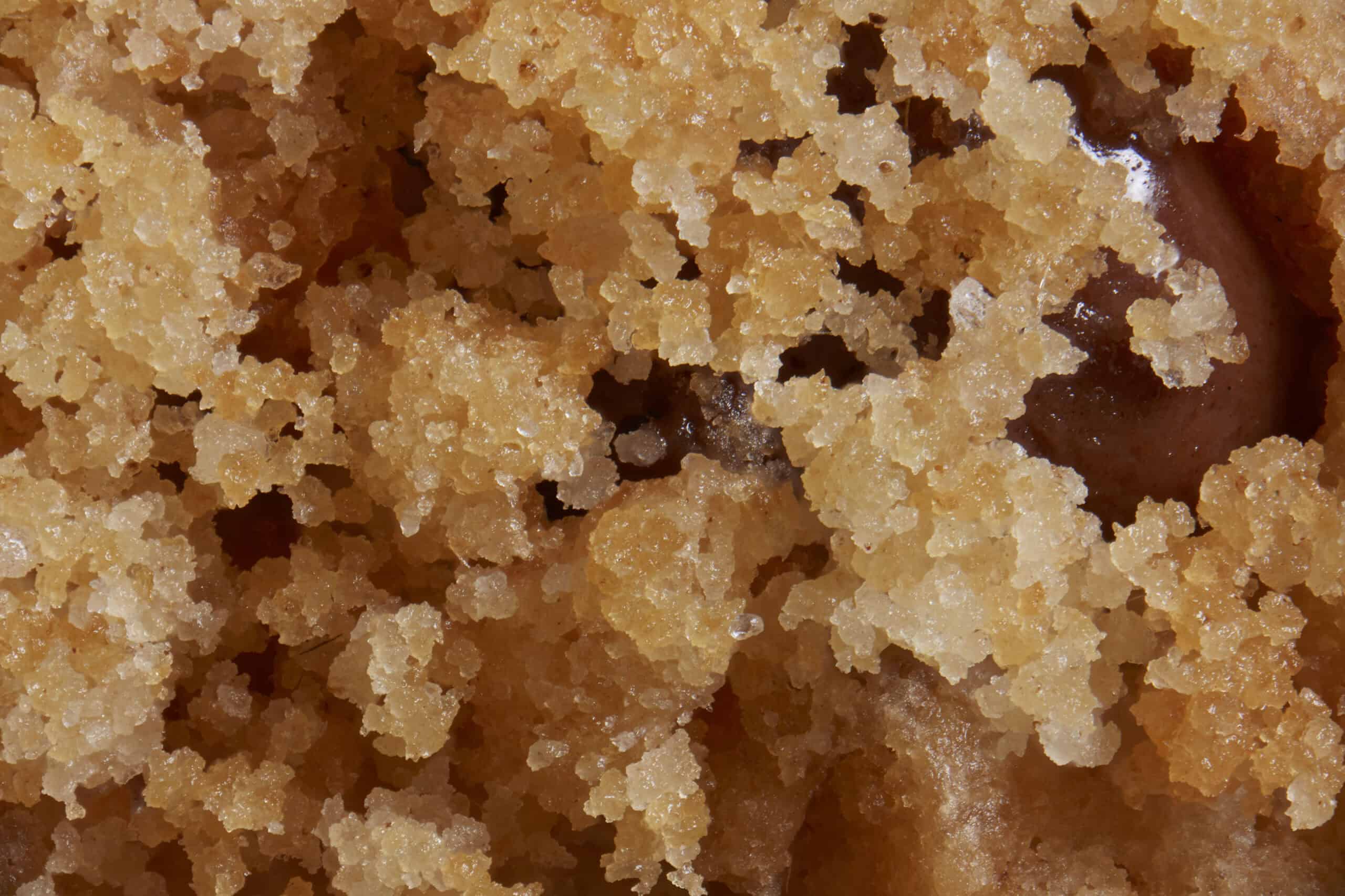 Macro image of a chocolate chip cookie