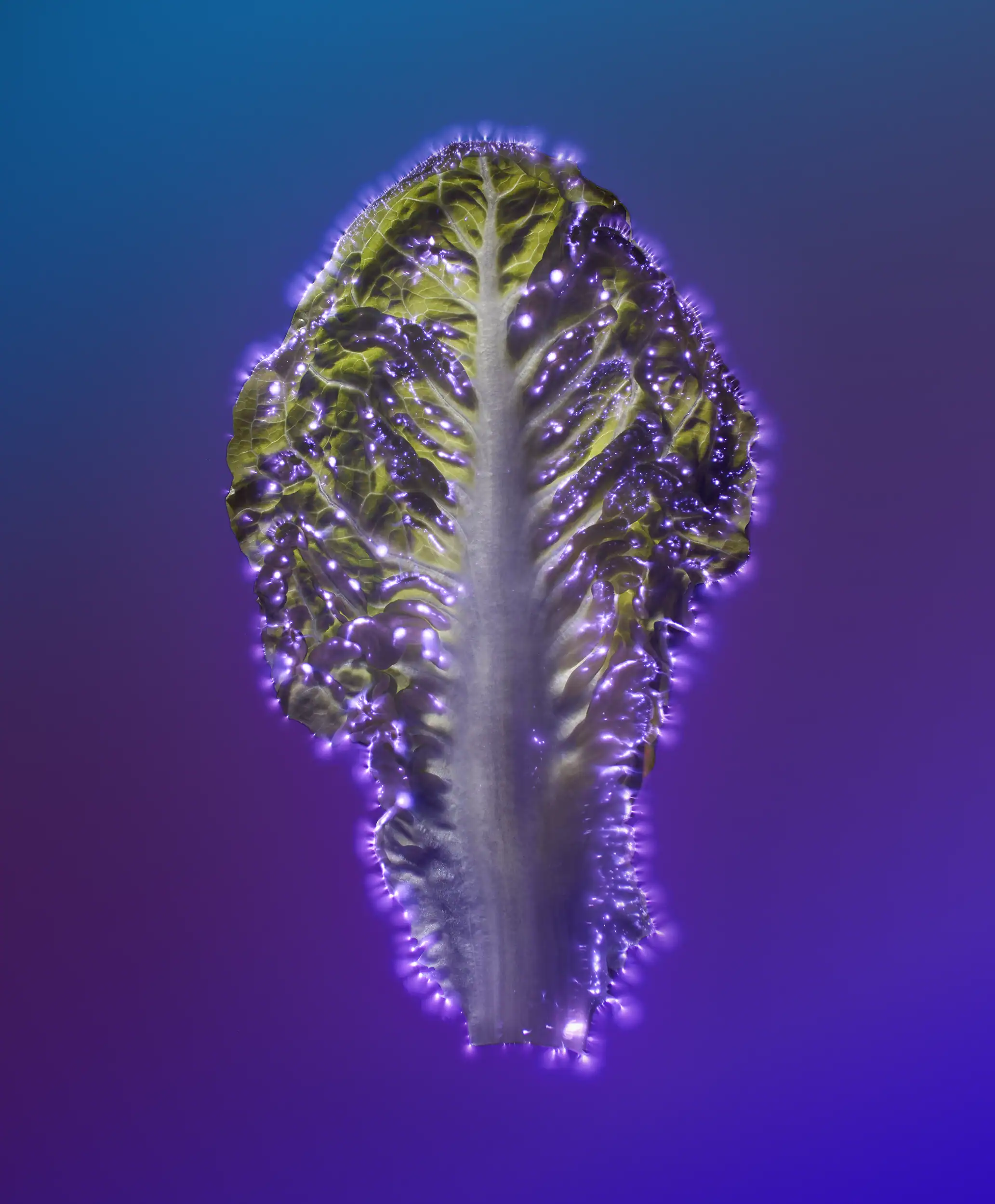 Kirlian lettuce leaf by food photographer Jonathan Knowles