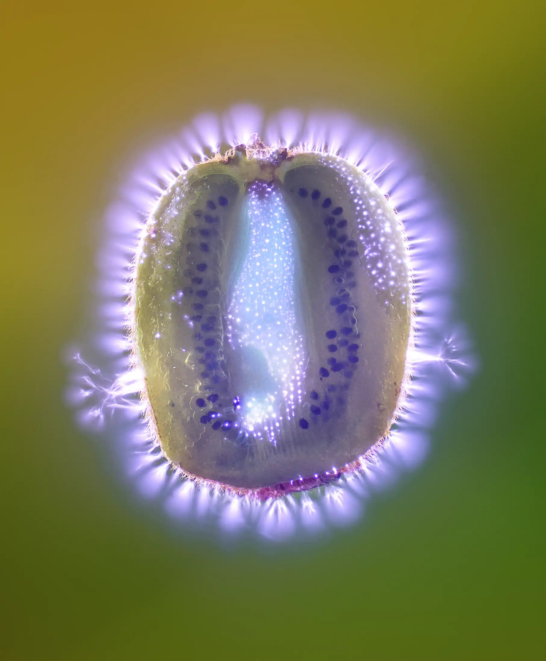 Kirlian Kiwi by food photographer Jonathan Knowles