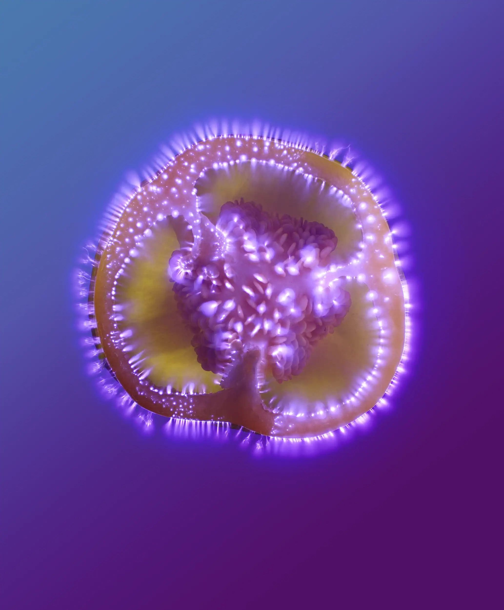 Kirlian Photography by food photographer Jonathan Knowles