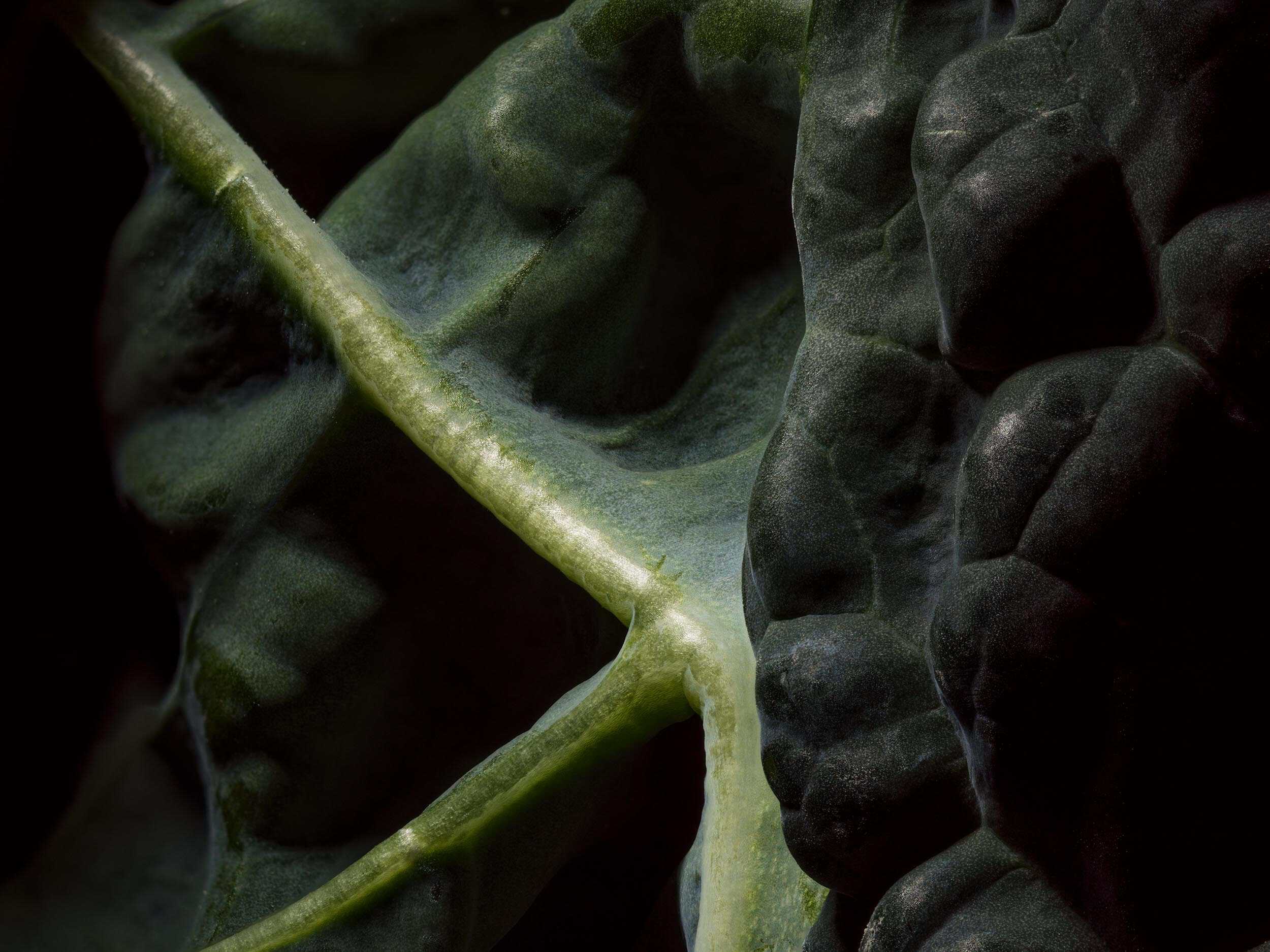 Extreme close-up of Cavolo Nero. Food Photography by Jonathan Knowles.