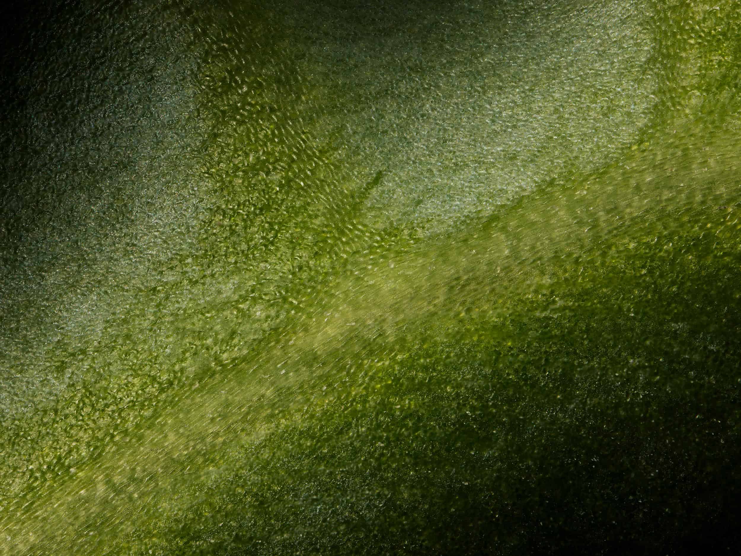 Macro image of cabbage, shot by London food photographer Jonathan Knowles.