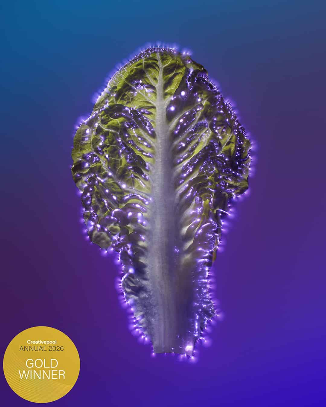 Lettuce leaf shot by Kirlian Photographer Jonathan Knowles
